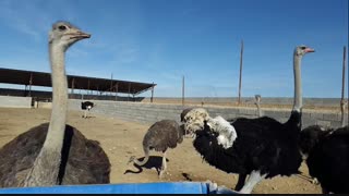 مقایسه پرورش شترمرغ با دام سنگین