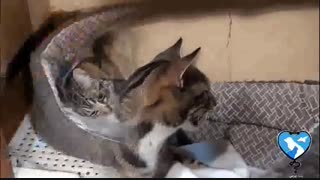 روش زایمان گربه و نحوه نگهداری بچه گربه ها