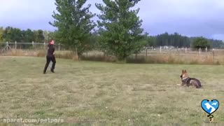 روش تربیت سگ ژرمن شپرد