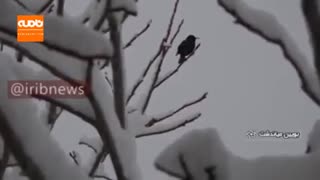 بارش برف بهاری در بویین میاندشت اصفهان