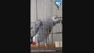 شیطنت و حرف زدن طوطی های سخنگو