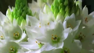 زیباترین موزیک ویدئوی سال جدید 99