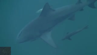 گاو کوسه (Bull shark)