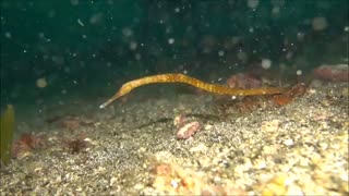 سوزن‌ماهی دوتایی (Double-ended pipefish)