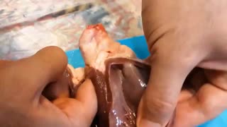 آموزش جذاب آناتومی قلب البته از نوع گوسفندی