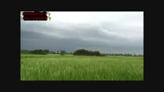 فروش برنج حسن سرایی اعلا