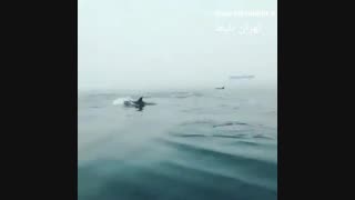 حرکت دلفین ها در آب