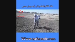 سله شکنی زمین زعفران -کاشت زعفران -زعفرانیک