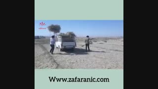 آماده سازی زمین زعفران در گناباد-زعفرانیک