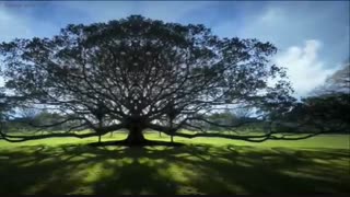 وای دلم وای دلم وا دلم ! از مولوی