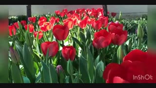 کلیپ ویدیویی پیاده راه لاله برای مادران ( بهار 99 ) - ویدیوی دوم