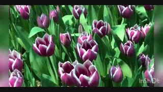 کلیپ ویدیویی پیاده راه لاله برای مادران ( بهار 99 ) - ویدیوی چهارم