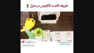 طریقه کاشت کاکتوس در منزل
