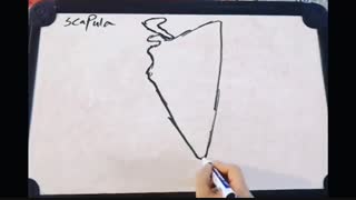 آموزش آناتومی استخوان اسکاپولا یا کتف