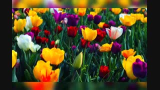 آهنگ نوروز حیرانی در پویش مشاهنر