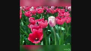 ویدیو کلیپ شماره یک  لاله برای مادران - پانزدهم فروردین 99