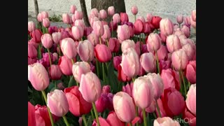 ویدیو کلیپ شماره دو  لاله برای مادران - شانزدهم فروردین 99