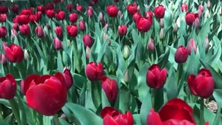 ویدیو کلیپ شماره سه لاله برای مادران - شانزدهم فروردین 99