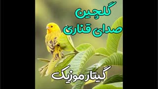 صدای قناری گلاستر