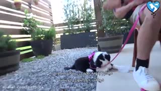 آموزش و تربیت اصولی سگ (قسمت 3)