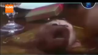 همه چیز درباره غذاهای عجیب و غریب چینی ها