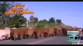 در خانه بمانیم،کرونا،ویروس،مسافرت،سفر،moritez._.n ، yadha_o_khatereha