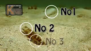 همزیستی گاوماهی میگویی لوتر (Luther's prawn-goby) با تیرماهی