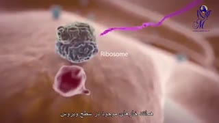 اگر کرونا بگیریم دقیقا چه اتفاقی در بدن می افتد؟