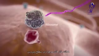 کرونا داخل بدن چگونه عمل میکند ؟