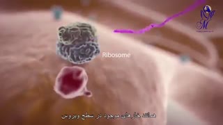 کرونا و آسیبهایی که بر بدن ما وارد می کند
