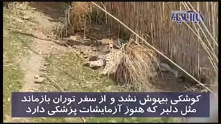 پشت پرده جنجال بزرگ بر سر سه قلاده یوز ایرانی!