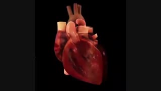 کارکرد نرمال قلب در هر ضربان از زوایای مختلف