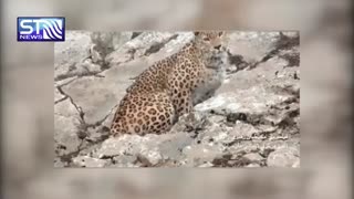 تصاویری زیبا از پلنگ ایرانی در کمین یک دسته بز کوهی