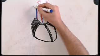 آموزش آناتومی قلب با موسیقی 