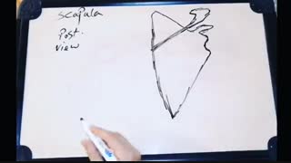 آموزش آناتومی اسکاپولا با دکتر حیدری مقدم✌️ لیپوست
