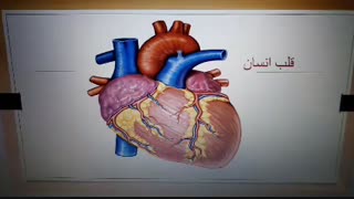 مدارس جوانه های مشهد خانم حسین زاده تدرس علوم درس 10 بدن ما 2 پایه چهارم