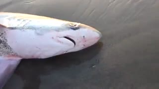 کوسه دم‌دراز معمولی (Thresher)، که به ساحل افتاده