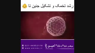 رشد تخمک و تشکیل جنین