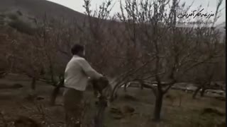 سرمازدگی باغات بسطام - بازار کشاورزی آنلاین مزرعه کارآفرینی
