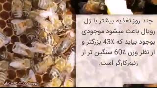 ژل رویال چیست؟