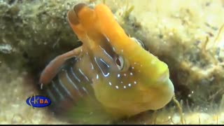 ماهی بلنی طاووس (Peacock blenny)