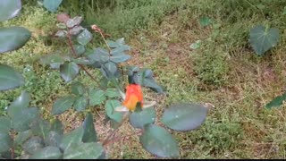 مستند گیاهان درس 12 علوم پایه چهارم