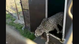 انتقال کوشکی و دلبر به پارک ملی توران