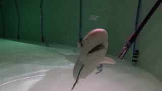 کوسه شنی (Sandbar shark) در اسارت