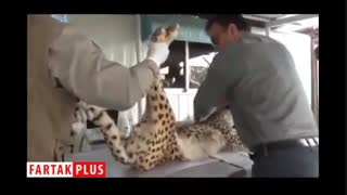 انتقال کوشکی و دلبر به پارک ملی توران